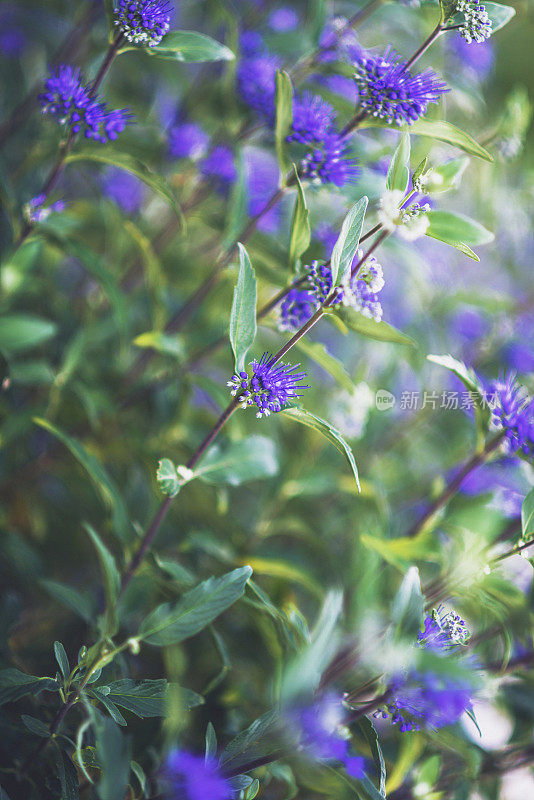 蓝雾绣线菊大量生长。Caryopteris Clandonensis